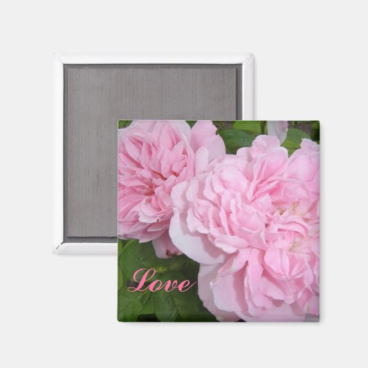 Rosa Rosen Magnet (Vorderseite/Rückseite)