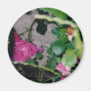 Rosa Rosen-Magnet Magnet