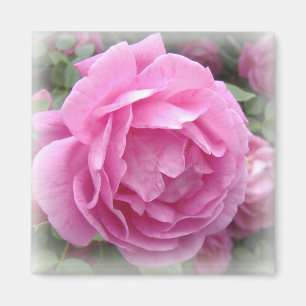 Rosa Rosen-Magnet Magnet