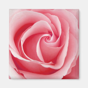 Rosa Rosen-Magnet - Quadrat Magnet
