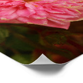 Rosa Rosen Poster (Ecke)