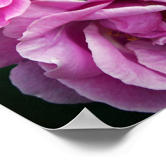 Rosa Rosen Poster (Ecke)