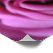 Rosa Rosen Poster (Ecke)