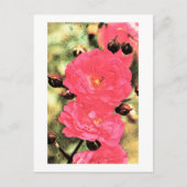 Rosa Rosen Postkarte (Vorderseite)