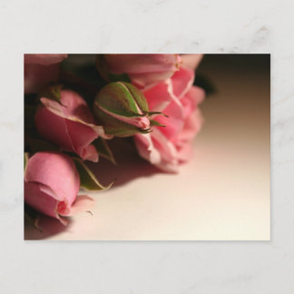 Rosa Rosen Postkarte