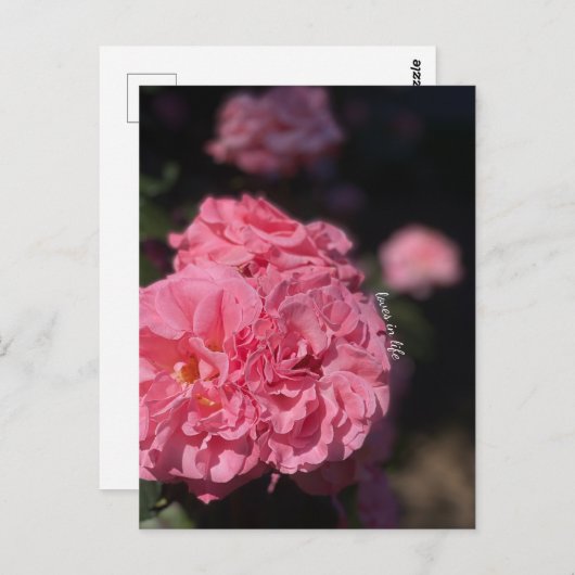 Rosa Rosen Postkarte (Vorne/Hinten)