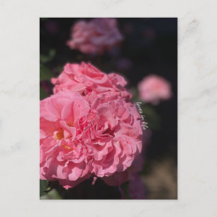 Rosa Rosen Postkarte