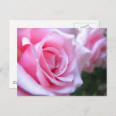 Rosa Rosen Postkarte (Vorne/Hinten)