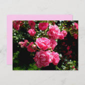 rosa Rosen Postkarte (Vorne/Hinten)