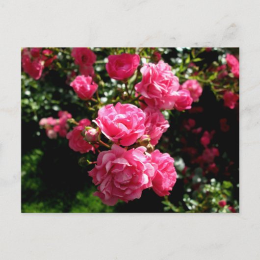 rosa Rosen Postkarte (Vorderseite)