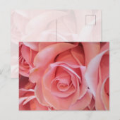 Rosa Rosen Postkarte (Vorne/Hinten)