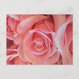 Rosa Rosen Postkarte