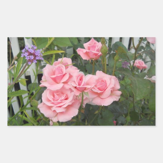 Rosa Rosen Rechteckkleber Rechteckiger Aufkleber (Vorderseite)