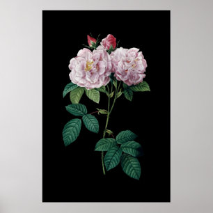 Rosa Rosen Redoute des schwarzen Poster