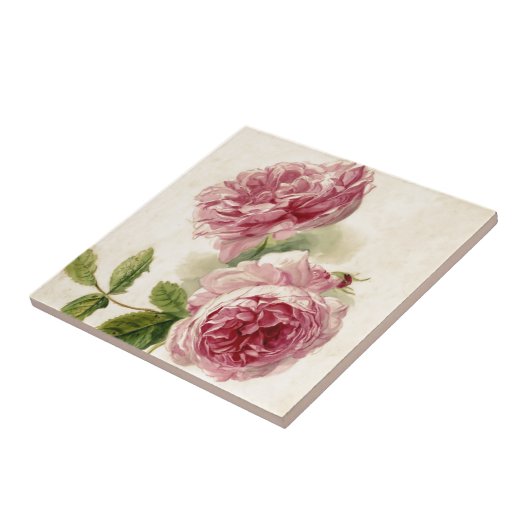 Rosa Rosen-Studie des 18. Jahrhunderts Fliese (Seite)