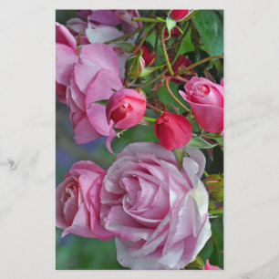 Rosa Rosen und Rosenknospen Briefpapier