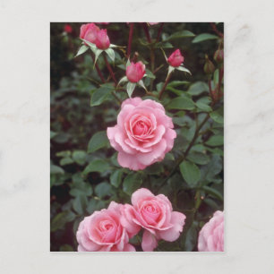 Rosa Rosen, Victoria, British Columbia, Kanada Postkarte