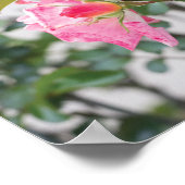 Rosa Rosen Vollfarbiges Foto Poster (Ecke)
