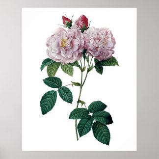 Rosa Rosen von Redoute Premium-Qualität Druck Poster