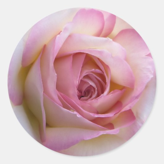 Rosa Rosenaufkleber Runder Aufkleber (Vorderseite)
