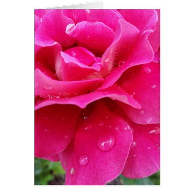 Rosa Rosenblätter (Vorne)