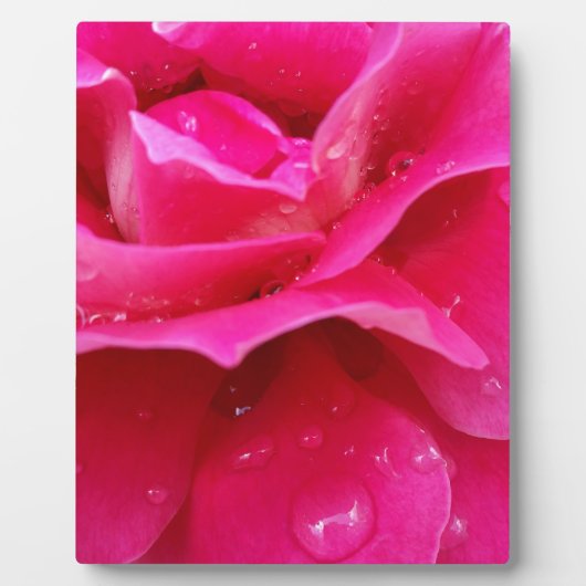Rosa Rosenblätter Fotoplatte (Vorderseite)