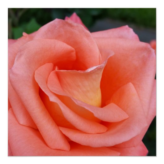 Rosa Rosenblätter Poster (Vorderseite)