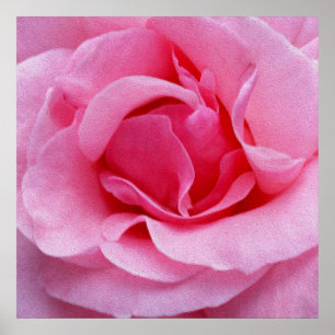 Rosa Rosenblätter Poster