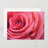Rosa Rosenblättern mit Wassertropfen. Makroaufnahm Postkarte (Vorne/Hinten)