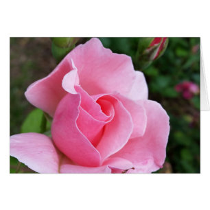 Rosa Rosenblüte