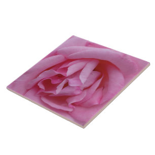 Rosa Rosenblüte Fliese