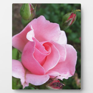 Rosa Rosenblüte Fotoplatte
