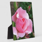 Rosa Rosenblüte Fotoplatte (Seite)