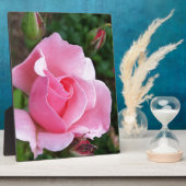 Rosa Rosenblüte Fotoplatte (Seite)