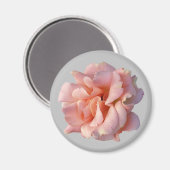 Rosa Rosenblüte Magnet (Vorderseite/Rückseite)