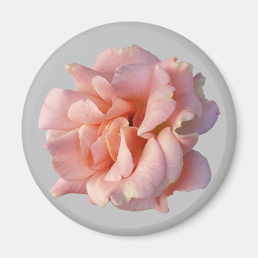 Rosa Rosenblüte Magnet (Vorne)