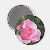 Rosa Rosenblüte Magnet (Vorderseite/Rückseite)