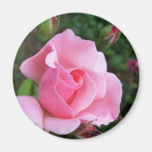 Rosa Rosenblüte Magnet