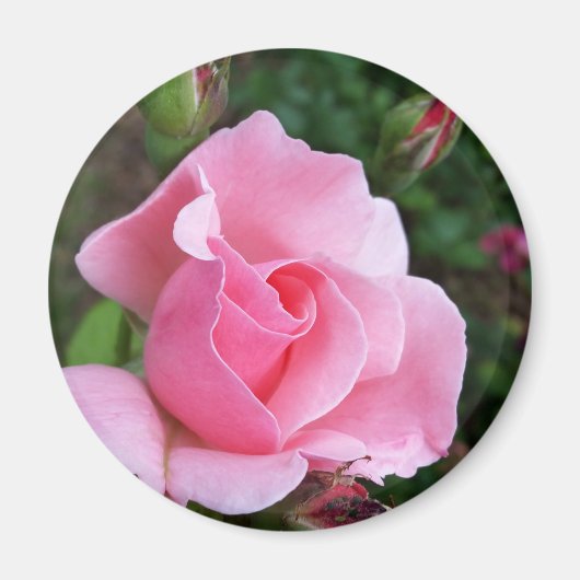 Rosa Rosenblüte Magnet (Vorne)