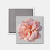 Rosa Rosenblüte Magnet (Vorderseite/Rückseite)