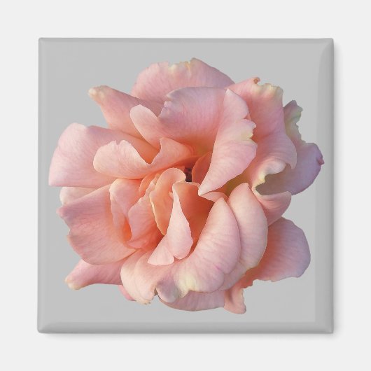 Rosa Rosenblüte Magnet (Vorne)