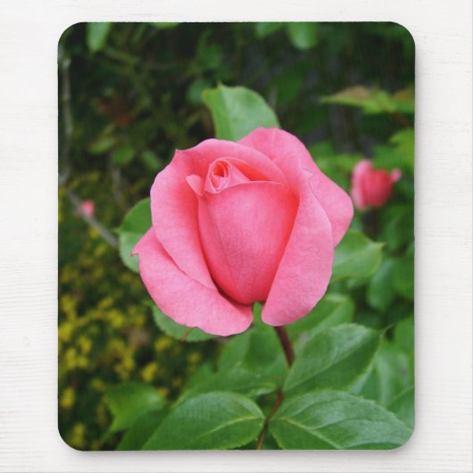 rosa Rosenblüte Mousepad (Vorne)
