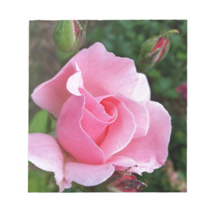 Rosa Rosenblüte Notizblock