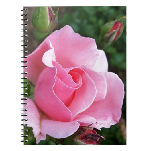 Rosa Rosenblüte Notizblock (Vorderseite)