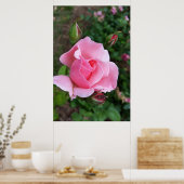 Rosa Rosenblüte Poster (Küche)