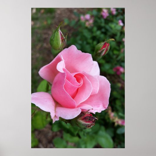 Rosa Rosenblüte Poster (Vorne)