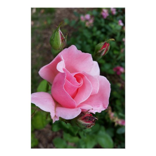 Rosa Rosenblüte Poster (Vorderseite)