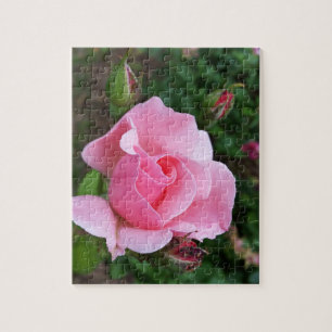 Rosa Rosenblüte Puzzle