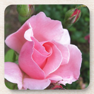 Rosa Rosenblüte Untersetzer