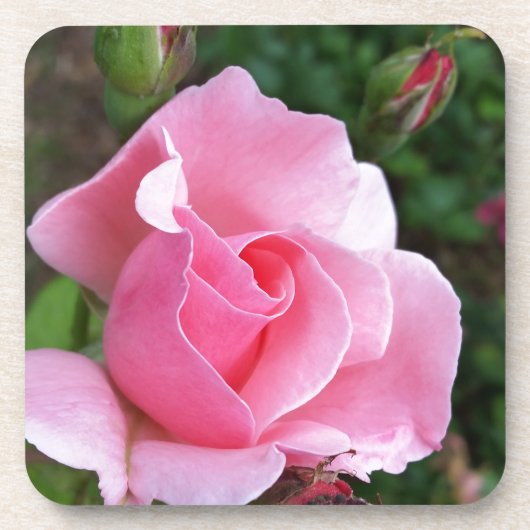 Rosa Rosenblüte Untersetzer (Vorderseite)